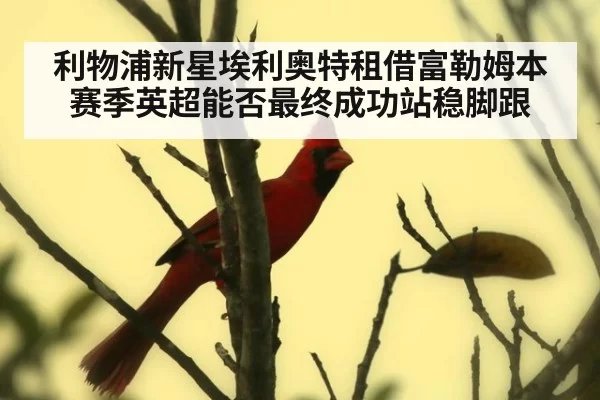 利物浦新星埃利奥特租借富勒姆本赛季英超能否最终成功站稳脚跟