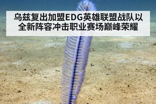 乌兹复出加盟EDG英雄联盟战队以全新阵容冲击职业赛场巅峰荣耀